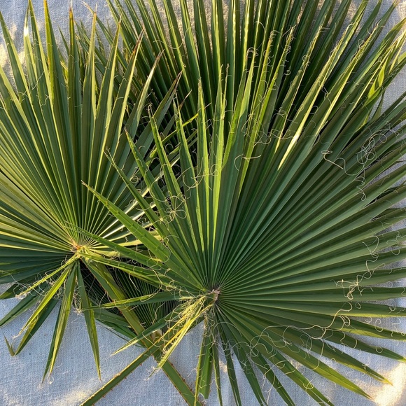 🌴 {10 Pack total }VeryLarge Organic Real Palm Leaves & Small Palm Leaves 🌴 - Picture 14 of 17